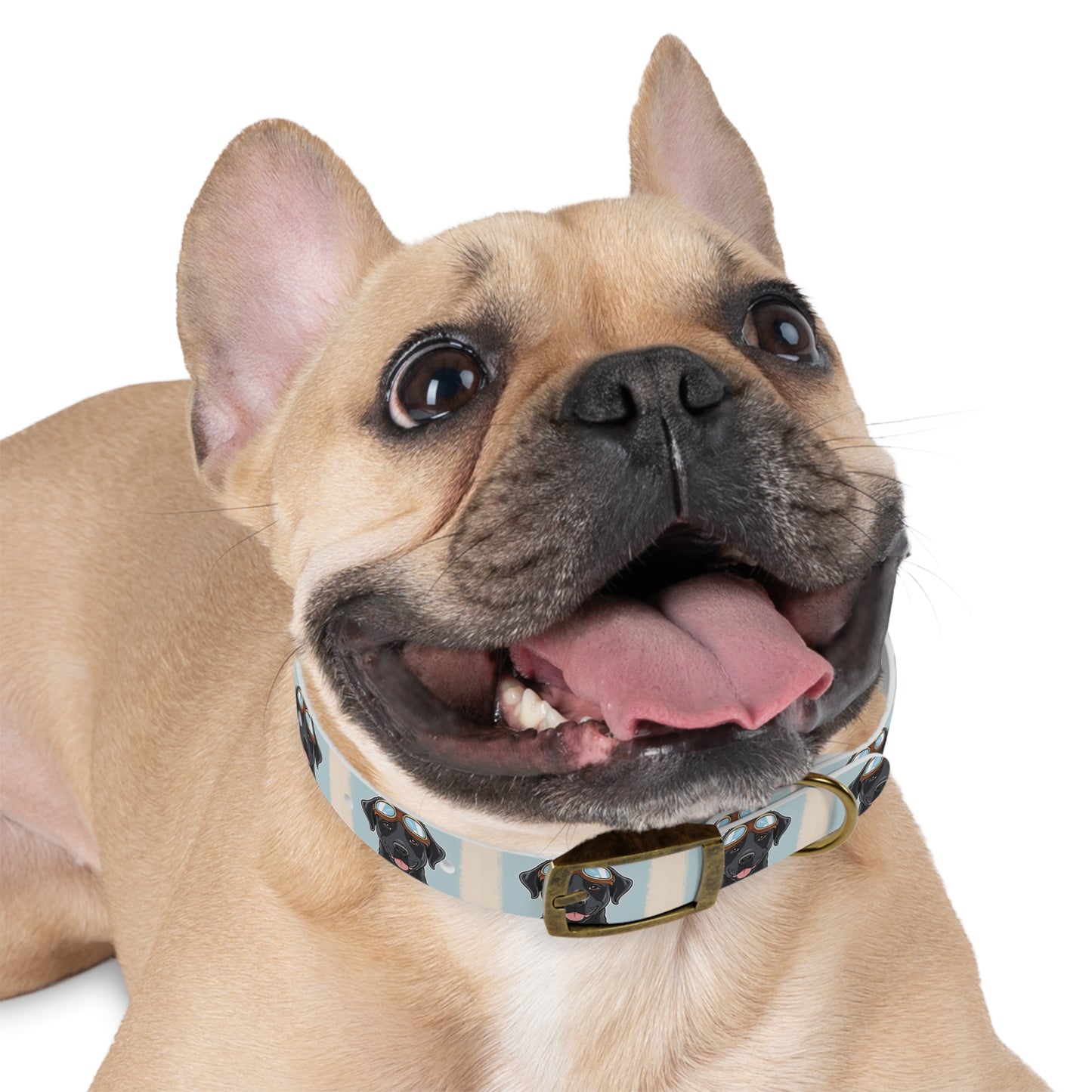 Stylish Moto Dog Inspired Collar